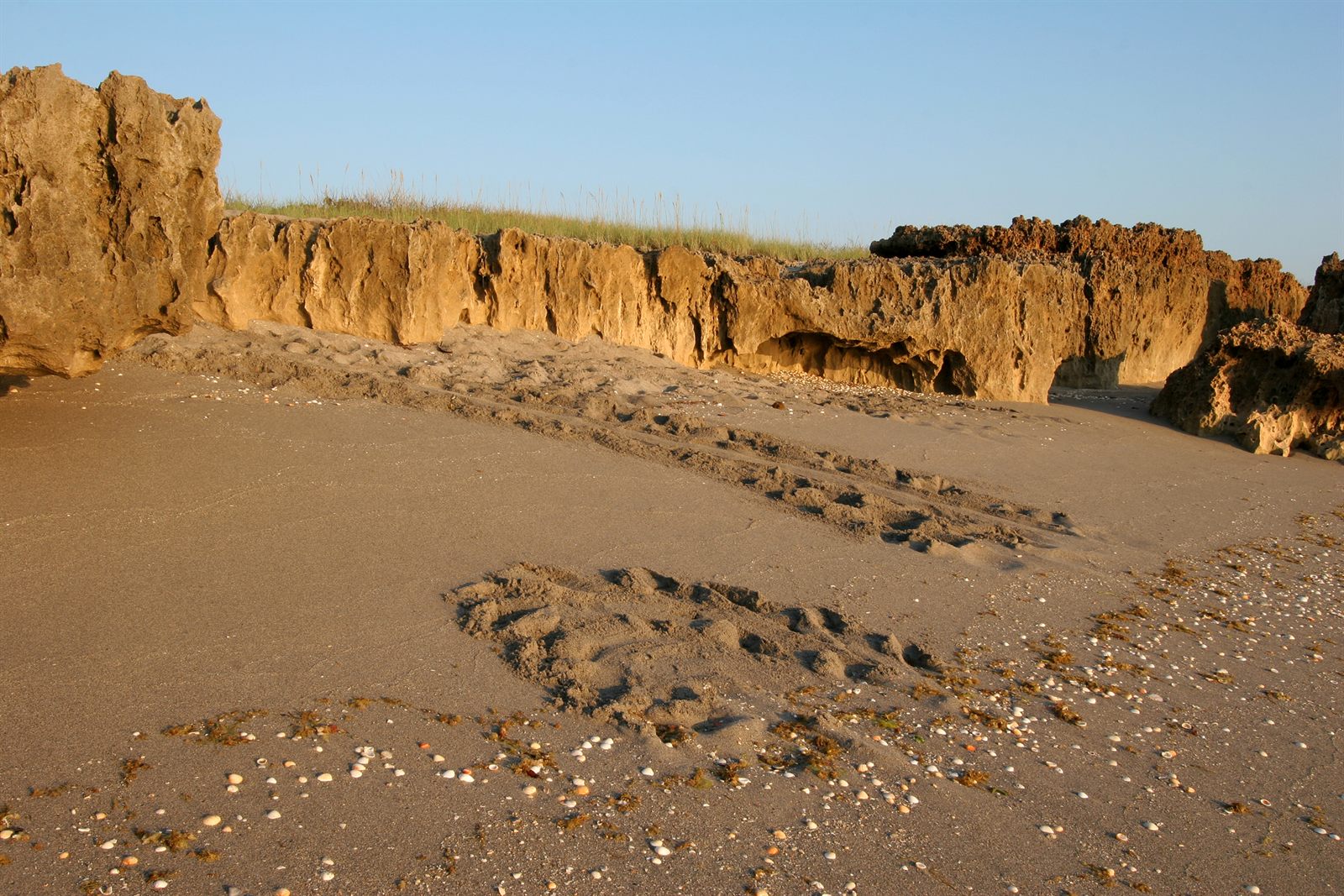 A weathered limestone bluff above a sandy beach marked with tracks in the early morning light