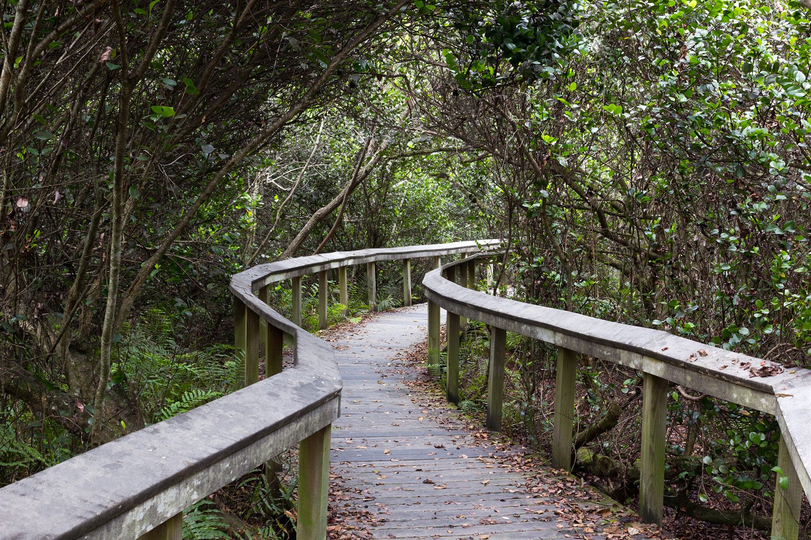 A wooden boardwalk with railings curving through a shady coastal hammock